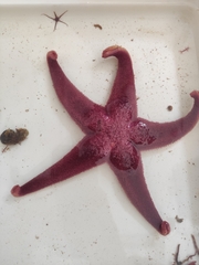 Henricia