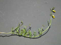 Hermannia procumbens myrrhifolia