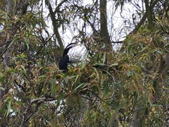 Anhinga novaehollandiae