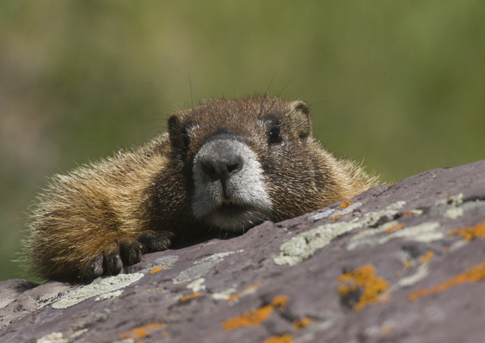 Yellow-bellied Marmot (Wolf Creek BioBlitz) · iNaturalist