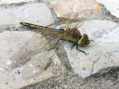 Anax ephippiger