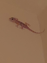 Ptyodactylus hasselquistii