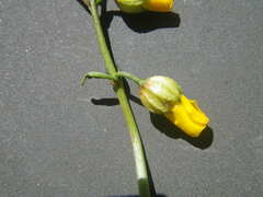 Hermannia procumbens myrrhifolia