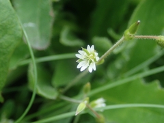 Stellaria aquatica