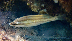 Symphodus tinca