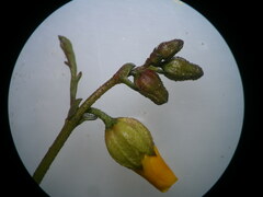 Hermannia procumbens myrrhifolia