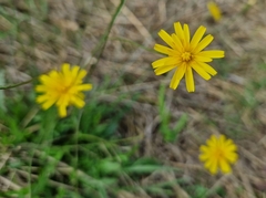 Crepis capillaris