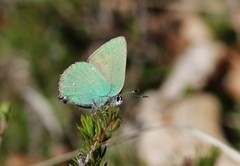 Callophrys rubi