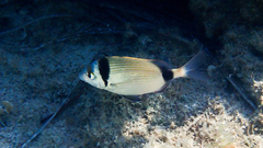 Diplodus vulgaris