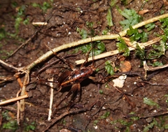 Talitropsis chopardi