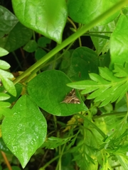 Hypena laceratalis