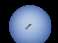 Hermannia procumbens myrrhifolia