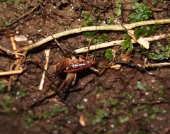 Talitropsis chopardi
