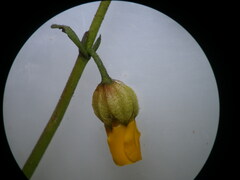 Hermannia procumbens myrrhifolia