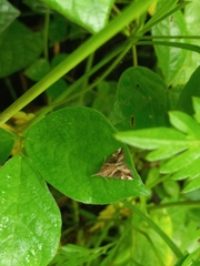 Hypena laceratalis