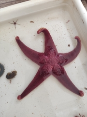 Henricia