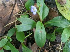 Bonnaya ruelloides