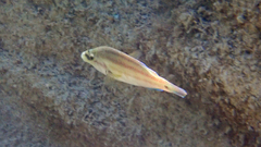 Symphodus tinca