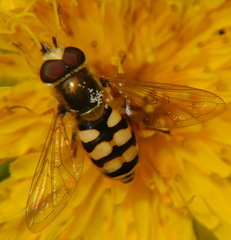 Metasyrphus