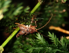 Talitropsis chopardi