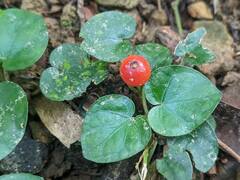Geophila repens