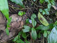 Bonnaya ruelloides