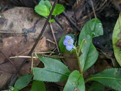 Bonnaya ruelloides