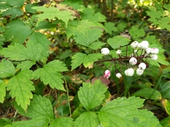 Actaea rubra neglecta