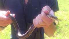 Thamnophis elegans