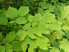 Corylus cornuta