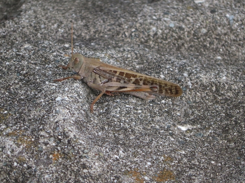 Photo of Migratory Locust (Locusta migratoria)