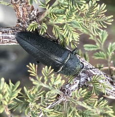 Hippomelas planicauda
