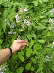 Symphyotrichum ciliolatum
