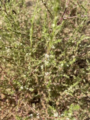 Salsola australis