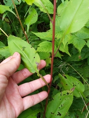 Symphyotrichum ciliolatum