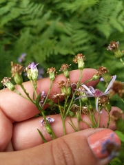 Symphyotrichum ciliolatum