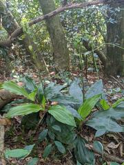 Calanthe triplicata