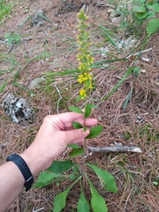 Solidago hispida