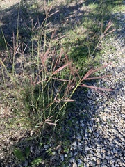 Bothriochloa ischaemum