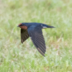 Hirundo tahitica