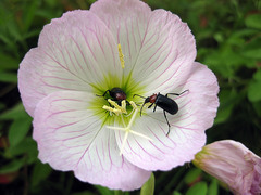 Heliotaurus ruficollis