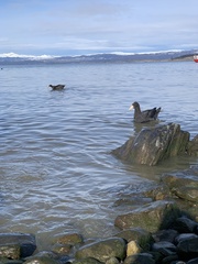 Macronectes giganteus