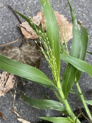 Panicum