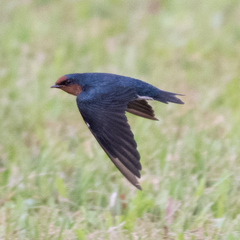 Hirundo tahitica