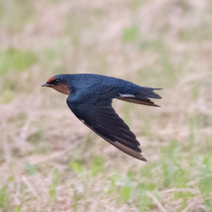 Hirundo tahitica