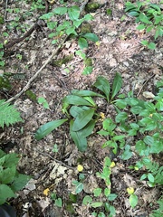 Clintonia umbellulata