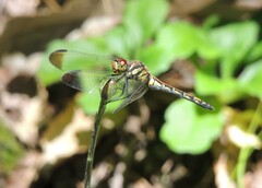 Sympetrum infuscatum