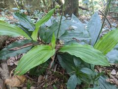 Calanthe triplicata