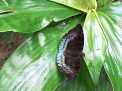 Euthalia monina monina