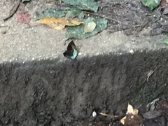 Euthalia monina monina